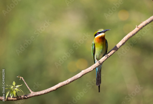 Bee-eater bird from Sri Lanka