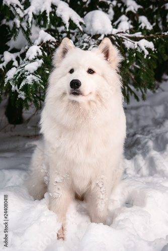 Thoroughbred  fluffy dog in the winter forest sitting under the tree.