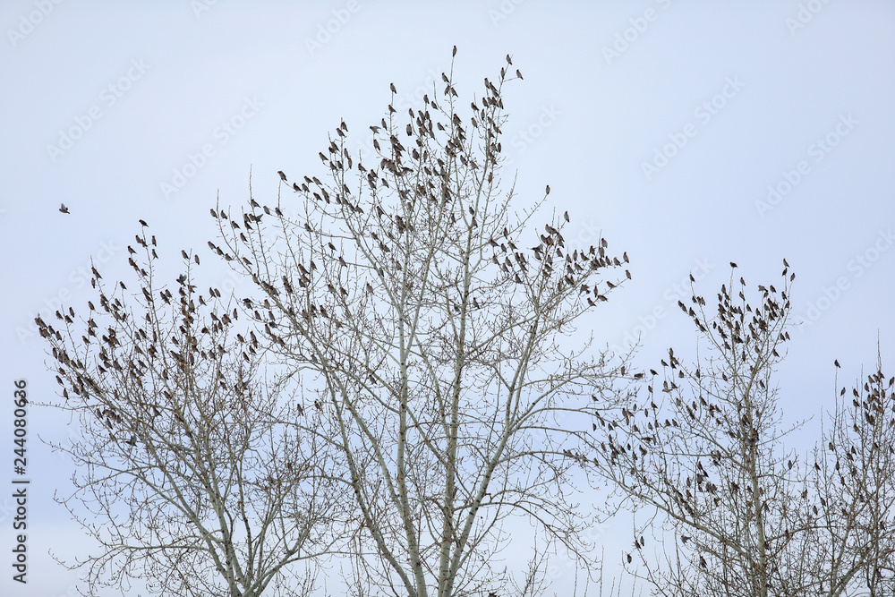 a flock of waxwings birds on a tree