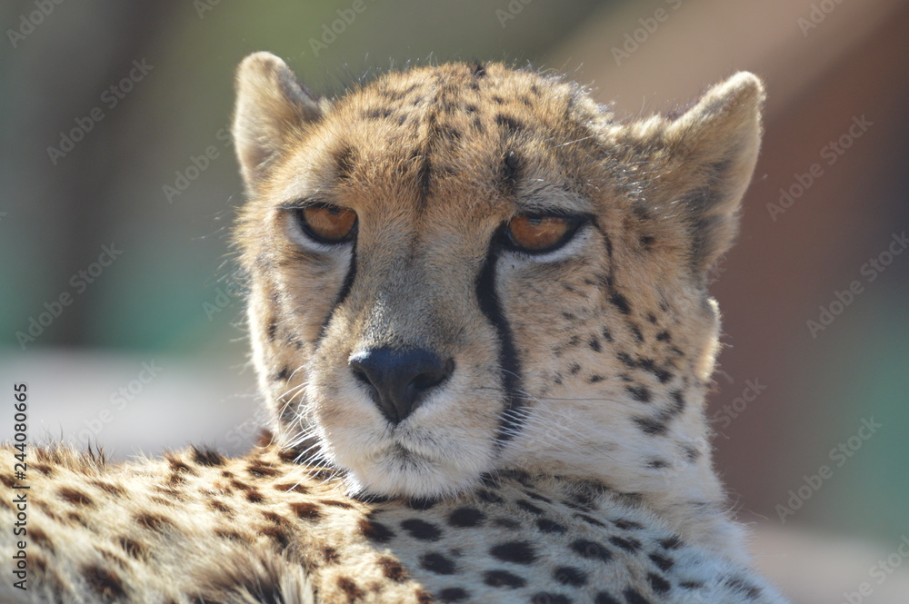 A young cute Cheetah portrait during a safari in a game reserve in South Africa A young cute Cheetah portrait during a safari in a game reserve in South Africa