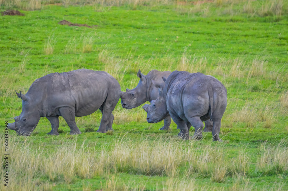 Fototapeta premium Male bull Cute White Rhino or Rhinoceros in a game reserve in So