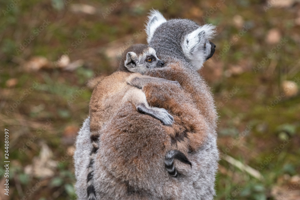 Fototapeta premium Cub on the back of an adult female ring-tailed lemur, rear view