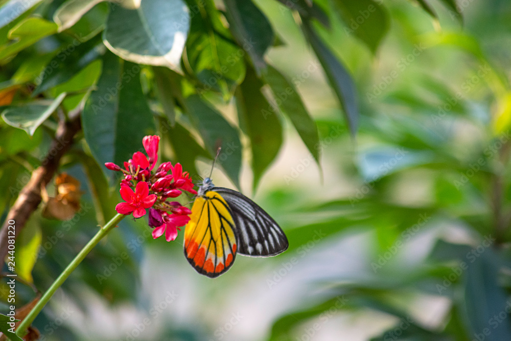Butterfly on Jatropha integerrima Jacq , The bright red flowers in the Park. Butterfly on Jatropha integerrima Jacq , The bright red flowers in the Park.