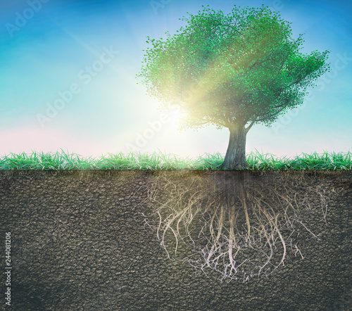 a tree and soil with roots and grass isolated