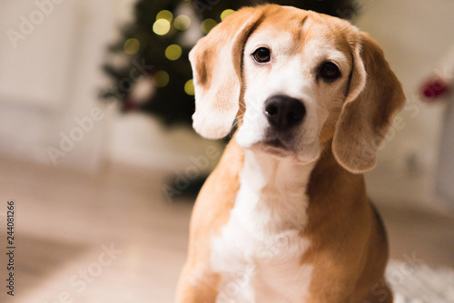 Beagle dog adorable portrait sitting at living room