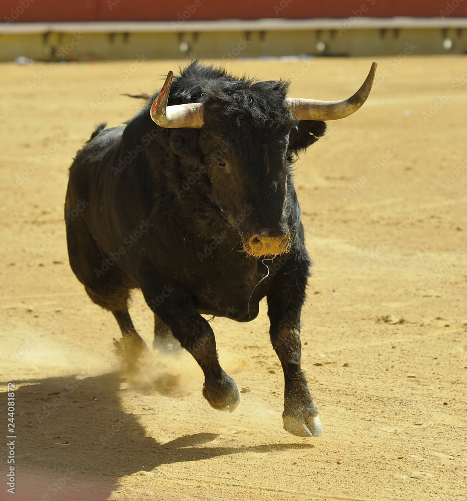 toro en españa corriendo en una plaza de toros con grandes cuernos toro en españa corriendo en una plaza de toros con grandes cuernos