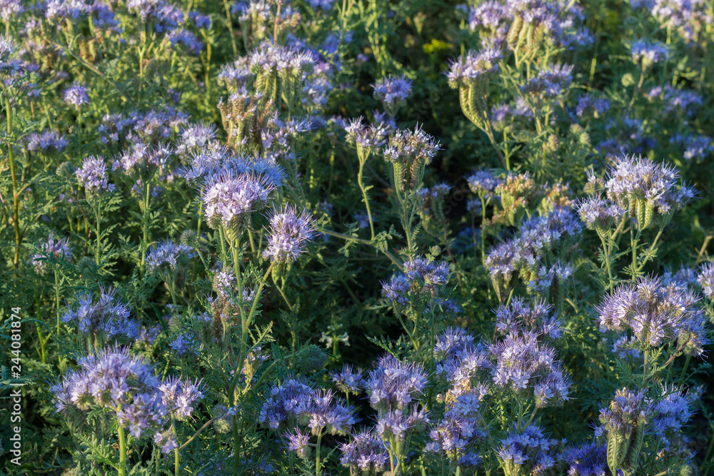 Obraz premium Phacelia, herbaceous bush of the family Boraginaceae, honey plant, green manure. Close-up.