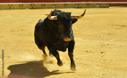 fighting bull in spain