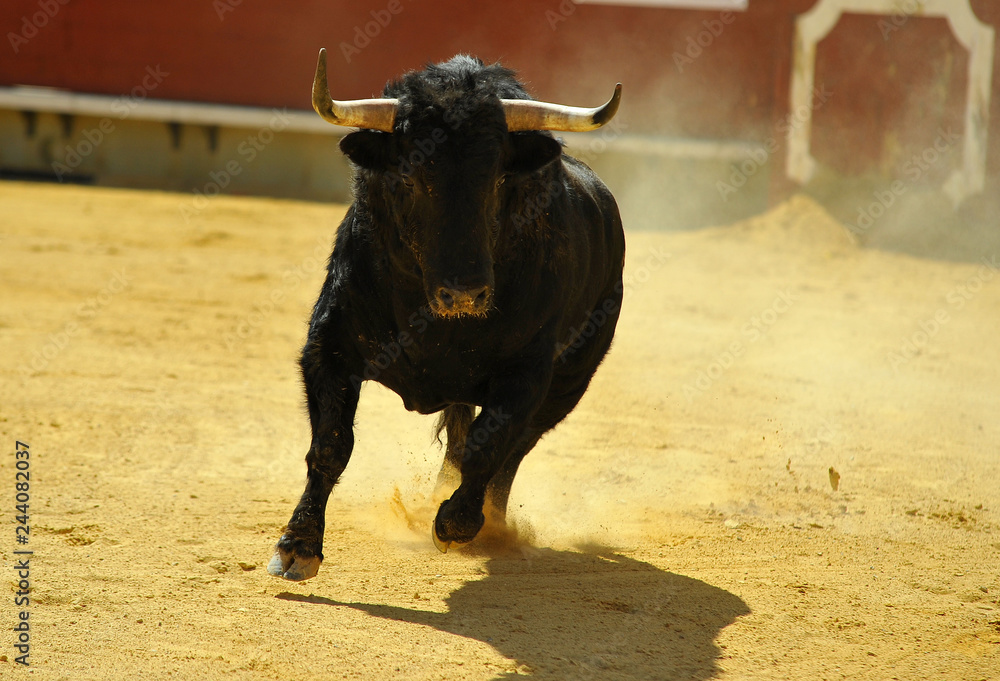 fighting bull in spain