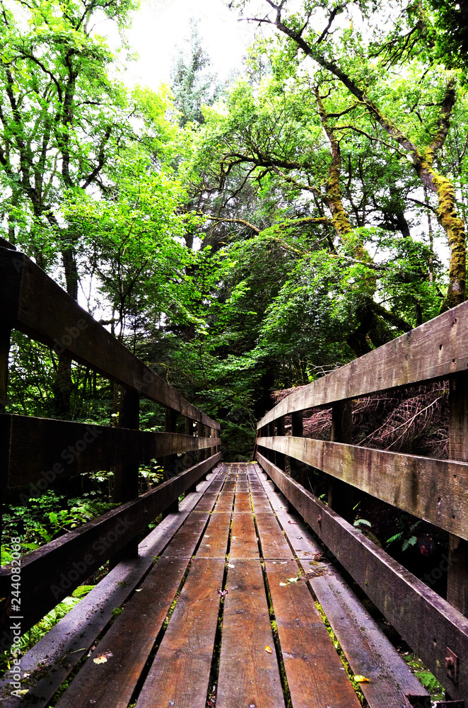 Fototapeta premium BRIDGE IN SCOTLAND