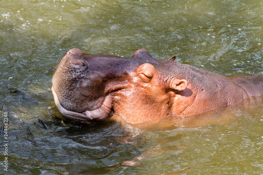 Hippopotamus waiting for feed by human Hippopotamus waiting for feed by human