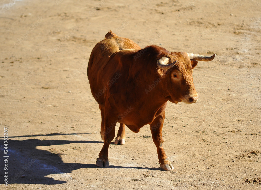 toro en españa corriendo en una plaza de toros con grandes cuernos toro en españa corriendo en una plaza de toros con grandes cuernos