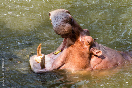 Feeding banana to Hippopotamus's mouth