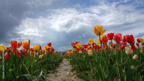 Tulpenhorizont