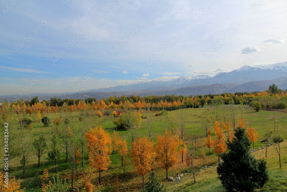 Obraz premium Colorful trees in autumn