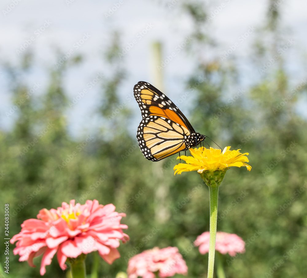 Fototapeta premium Monarch butterfly (Danaus plexippus) stops to feed on yellow zinnia while migrating south at the end of summer. 