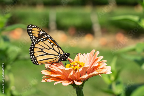 Monarch butterfly (Danaus plexippus) stops to feed on pink zinnia while migrating south at the end of summer.  © Lee