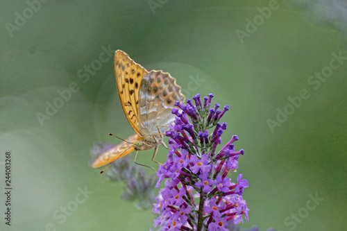 butterfly on flower