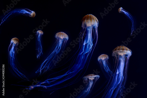 Jellyfish, Japanese Sea Nettle (Chrysaora pacifica) poisionous jellyfish