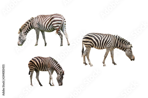 Set of Zebra eating grass