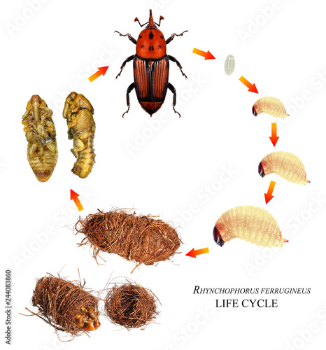 Canvas Print Red palm weevil (Rhynchophorus ferrugineus) is one of the main pest of date palm trees plantations