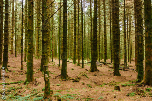 Pine woodland in scotland with an autumnal forest floor covered in Pine needles.