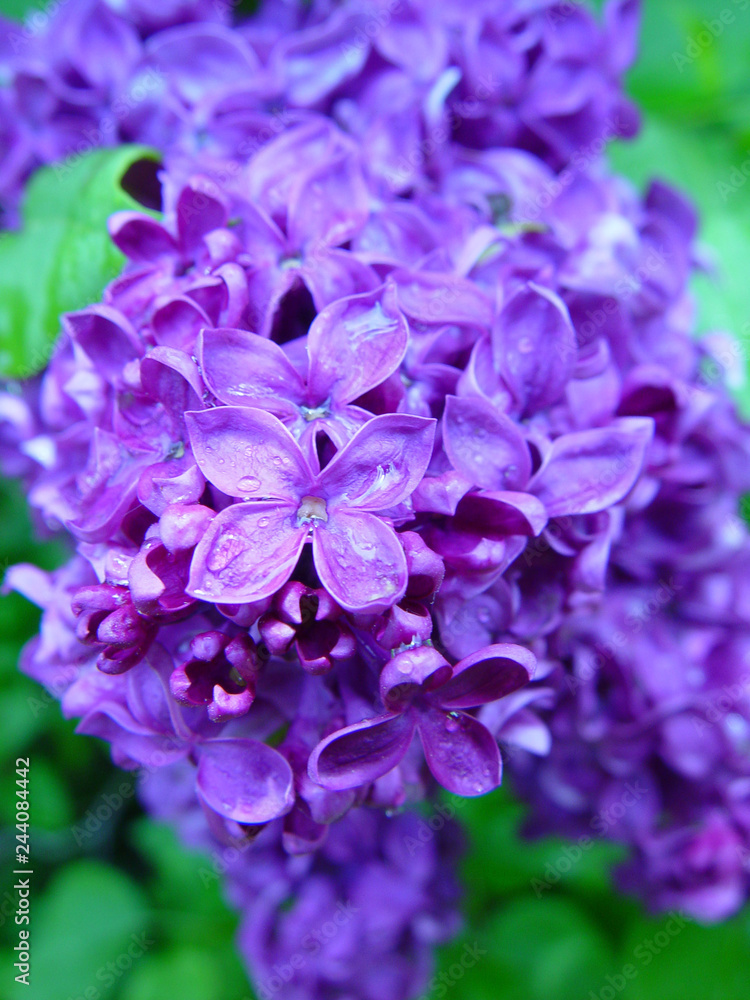 purple lilac
