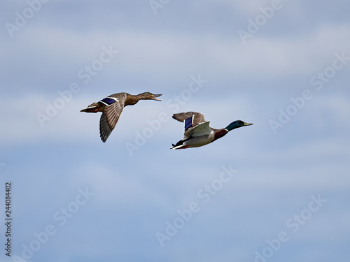 Pair of ducks (Anas platyrhynchos) flying over the rice fields, near the lagoon of Valencia, Spain