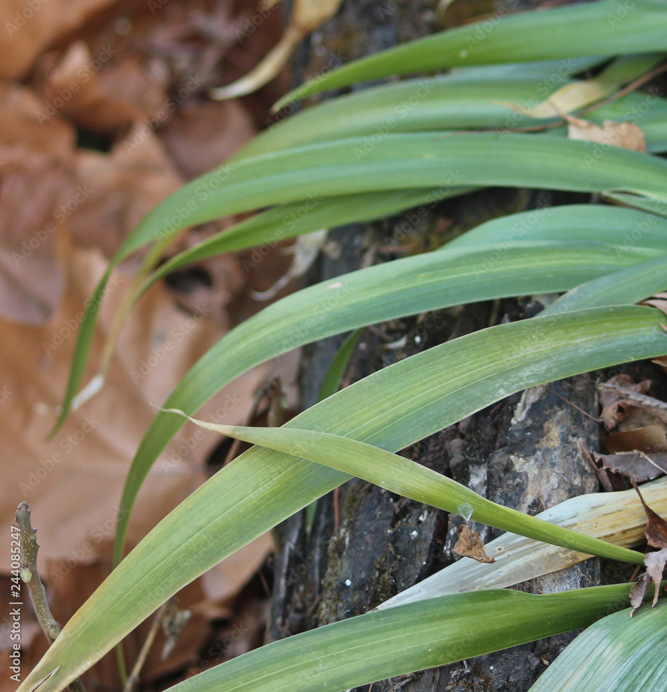 Obraz premium 겨울야생난초 잎