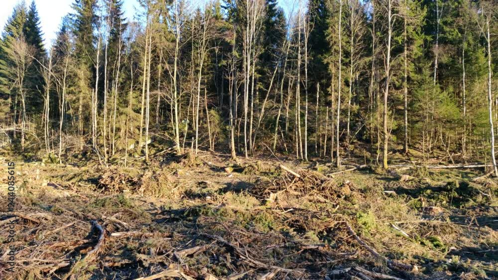 Pan of Forest and Clear Cut Area Sweden Sunny Day Pan of Forest and Clear Cut Area Sweden Sunny Day