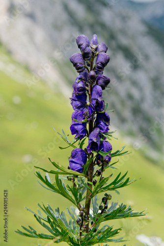 Aconitum napellus or monk`s-hood: beautiful violett mountain flowers in the German Alps, Europe photo