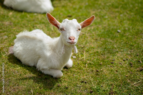 Little domestic white goat lying on green grass. Resting farm animal on pasture