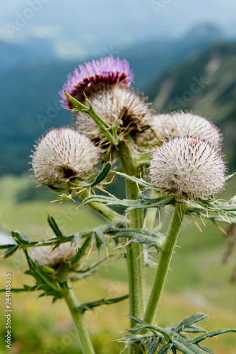 Spiniest Thistle cirsium spinosissimum  mountain plant in the German Alps  Europe