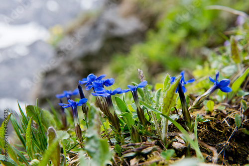 Spring Gentian  beautiful blue mountain flowers in the German Alps  Europe
