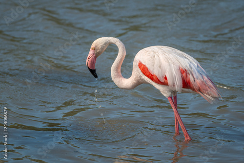 Single Wild Pink Flamingo