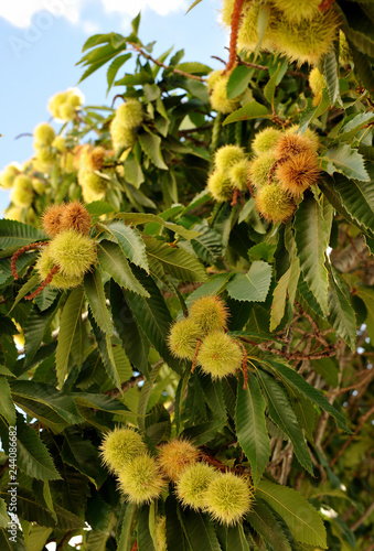 Closeup of a chestnut tree (Castanea sativa) loaded with chestnuts in autumn