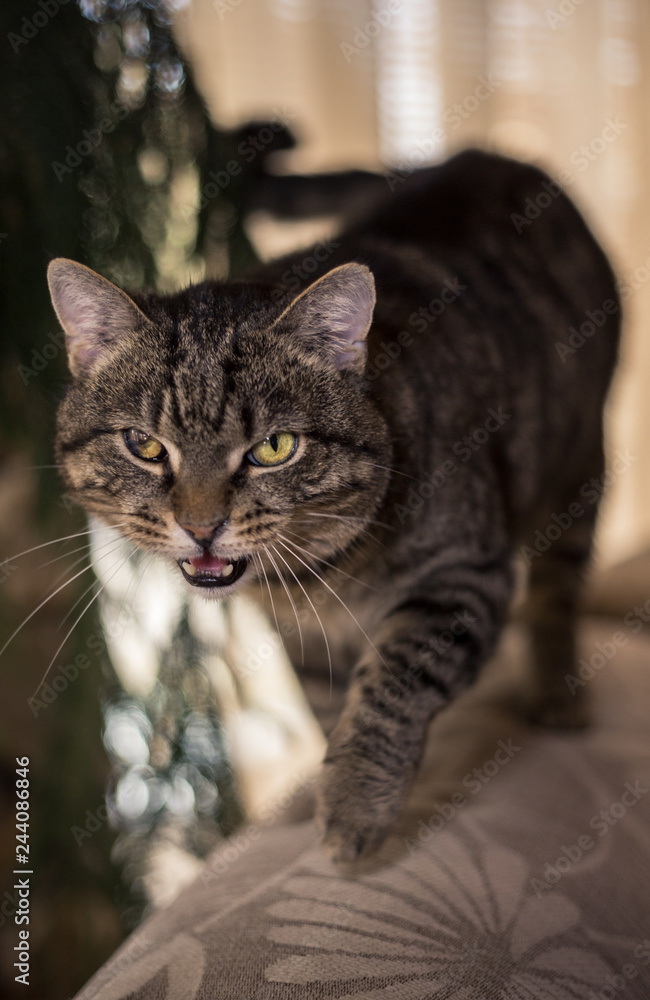 Angry striped tomcat with handicap on eye on sofa at his home. Photo of brown scared and mad cat with opened mouth and big green eyes looking to camera.