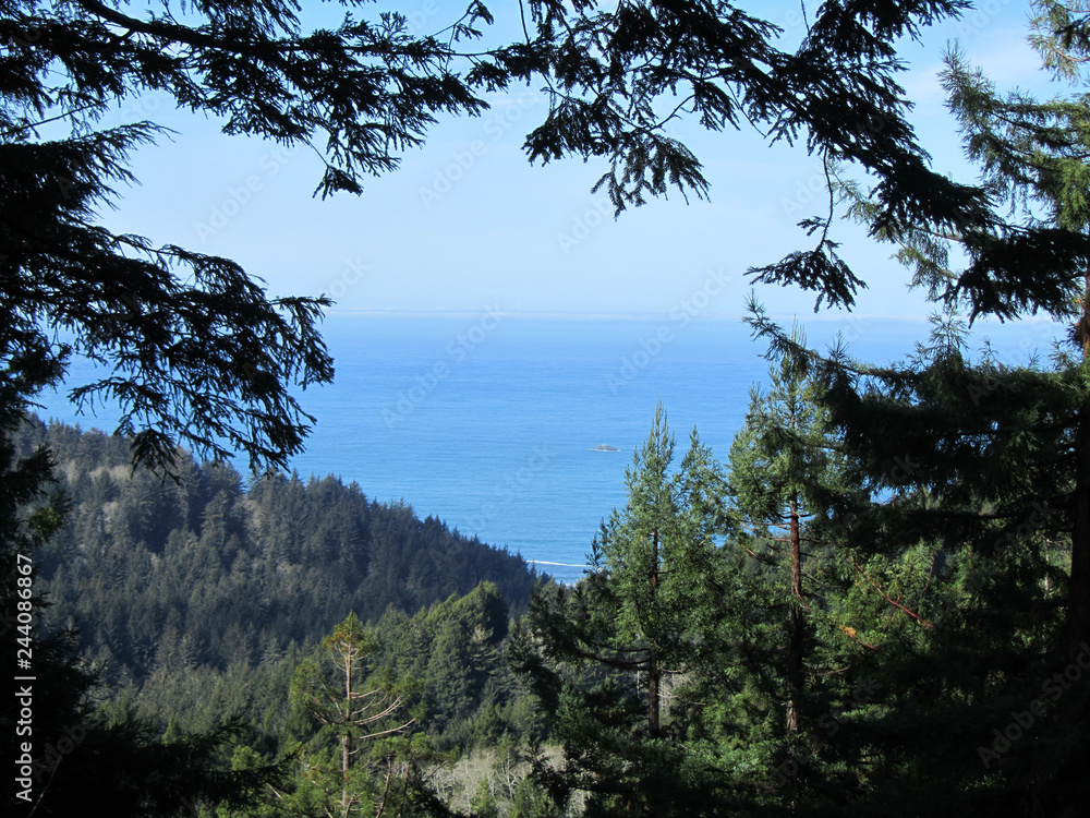 view through the trees towards the coast
