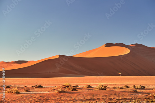 Picturesque Namib desert landscape  huge red dunes with South African oryx  Oryx gazella against blue sky. Typical desert environment  wildlife photography in Namib Naukluft National Park  Namibia.