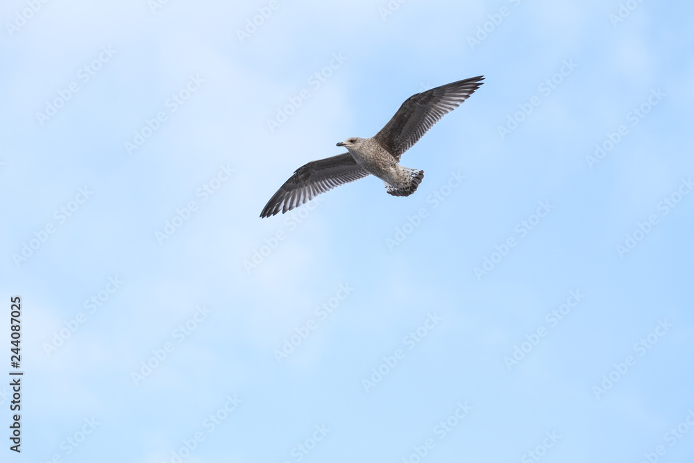 Obraz premium Beautiful view of flying seagull in the sky.