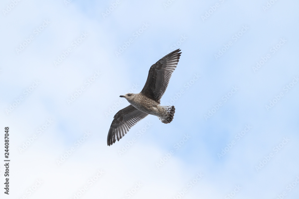 Obraz premium Beautiful view of flying seagull in the clear, blue sky.
