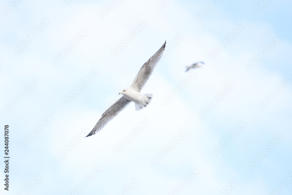 Obraz premium Beautiful sky view of flying seagull, near riverside.