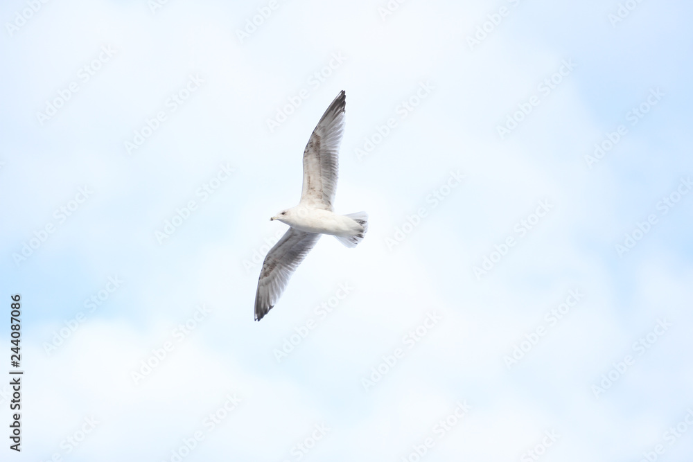 Beautiful sky view of flying seagull, near riverside. Beautiful sky view of flying seagull, near riverside.