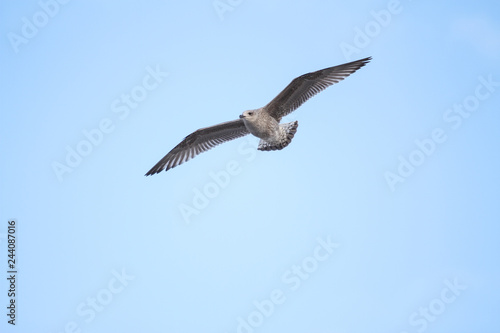 Beautiful view of flying seagull in the clear sky.