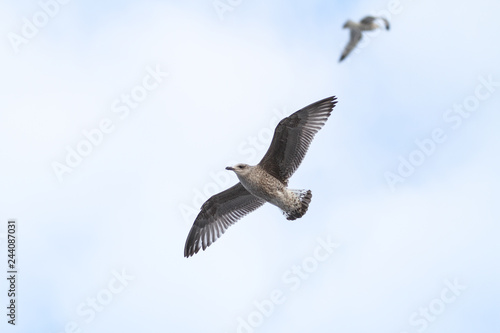 Beautiful view of flying seagulls.