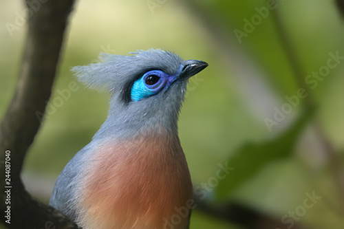 Portrait of very attractive bird, Crested coua, Coua cristata, endemic to Madagascar. Gray and blue colored with white-tipped purplish-blue tail. photo