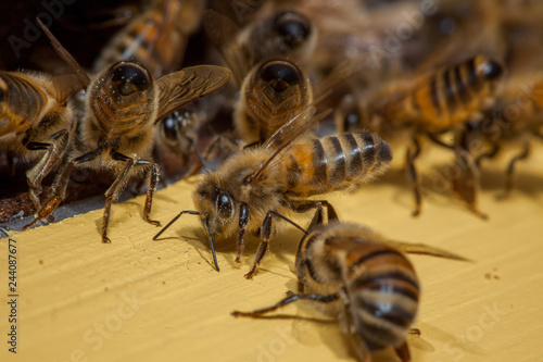 Bee defending the hive by spreading  pheromone via the Nassanov gland at the back of the body