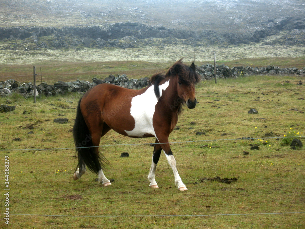 Fototapeta premium Icelandic horse - Meadows of Reykjanes Peninsula