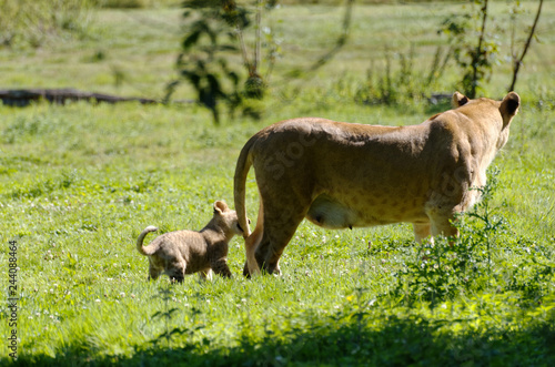 lionceau mordant la queue de sa mère