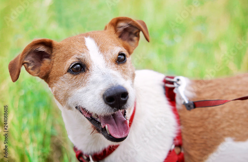 happy bog terrier 